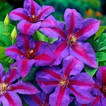 Клематис Миссис Томпсон. (Clematis Mrs. N. Thompson) ІІгруппа