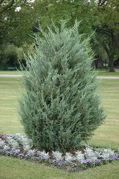 Можжевельник скальный Мунглоу. (Juniperus scopulorum Moonglow) С3 CS2191 фото