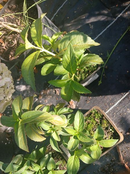 Гортензія ампельна Наречена Втікачка. (Hydrangea hybrid Runaway Bride) Р9 V70215 фото