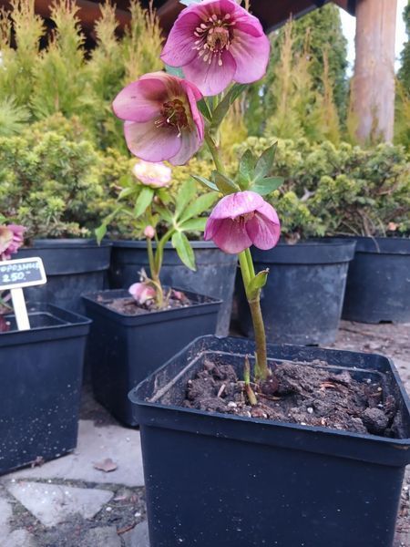 Мороз/Chemernik Mix. (Helleborus) мікс C2