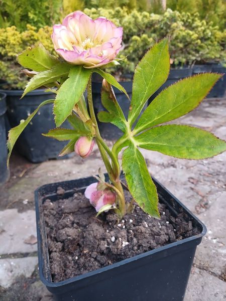 Мороз/Chemernik Mix. (Helleborus) мікс C2