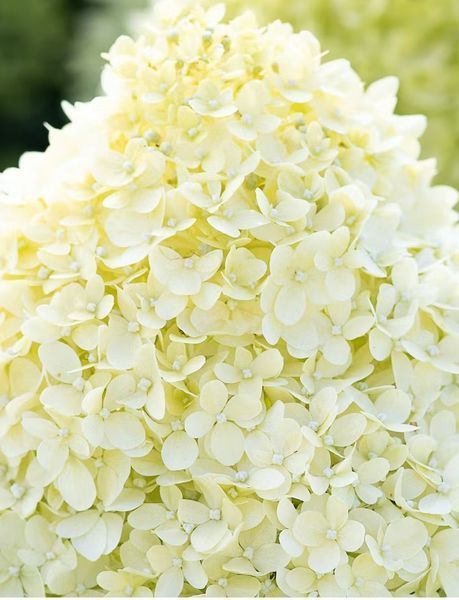 Гортензия метельчатая Коттон Крем. (Hydrangea paniculata Living Cotton Cream) С3 CS2694 фото