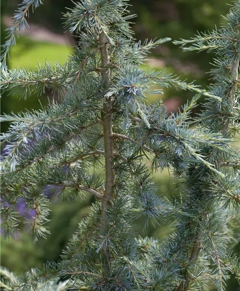 Кедр гималайский Карл Фукс. (Cedrus deodara Karl Fuchs) С7,5 CS2041 фото