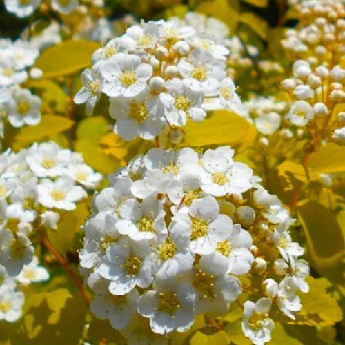 Спирея Вангутта Голд Фонтейн (Spiraea &times; vanhouttei Gold Fountain) декоративный куст в горшке C3