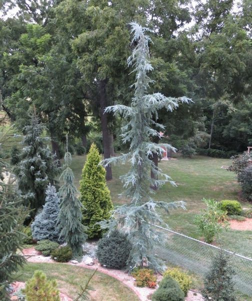 Кедр гималайский Карл Фукс. (Cedrus deodara Karl Fuchs) С7,5 CS2041 фото