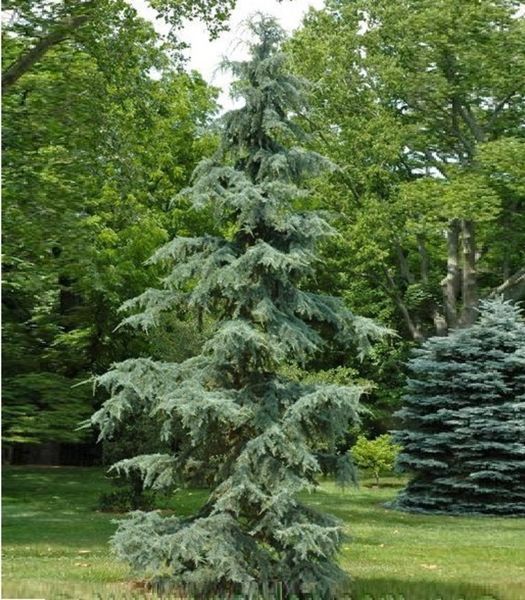 Кедр гималайский Карл Фукс. (Cedrus deodara Karl Fuchs) С7,5 CS2041 фото