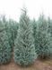 Можжевельник скальный Мунглоу. (Juniperus scopulorum Moonglow) С3 CS2191 фото 1