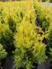 Туя західна &laquo;Голден Брабант&raquo; (Thuja occidentalis Golden Brabant) 70-80см С5 R20786 фото 2