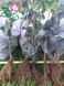 Сирень обыкновенная Жемчужина. (Syringa vulgaris Zhemchuzhina) С3 CS2944 фото 5