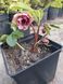 Мороз/Chemernik Mix. (Helleborus) мікс C2 CS1864 фото 1