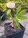 Мороз/Chemernik Mix. (Helleborus) мікс C2 CS1864 фото 2
