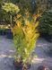 Туя західна &laquo;Голден Брабант&raquo; (Thuja occidentalis Golden Brabant) 70-80см С5 R20786 фото 1