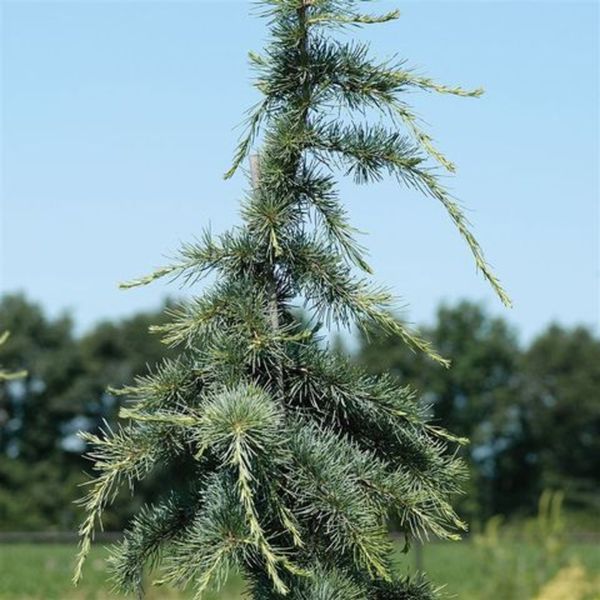 Кедр гималайский Карл Фукс. (Cedrus deodara Karl Fuchs) С7,5 CS2041 фото