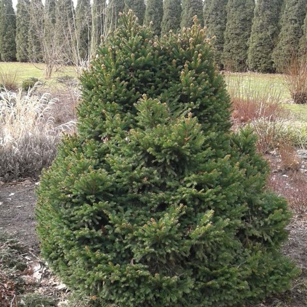 Ель обыкновенная Барри. (Picea abies Barryi) С7,5 CS2141 фото