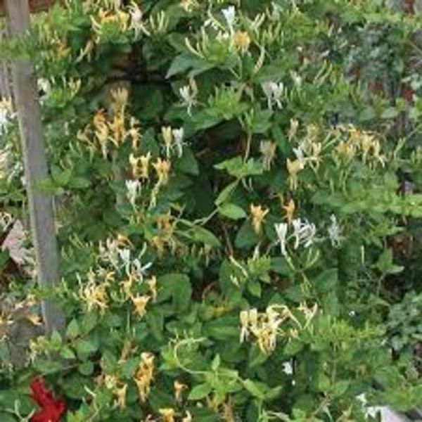 Жимолость японская Галиана. (Lonicera japonica Halliana) С3, 3-летка CS2441 фото