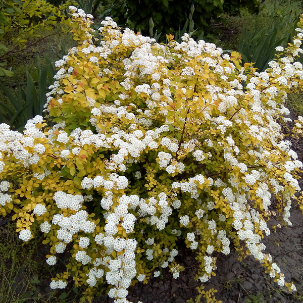 Спирея Вангутта Голд Фонтейн (Spiraea &times; vanhouttei Gold Fountain) декоративный куст в горшке C3