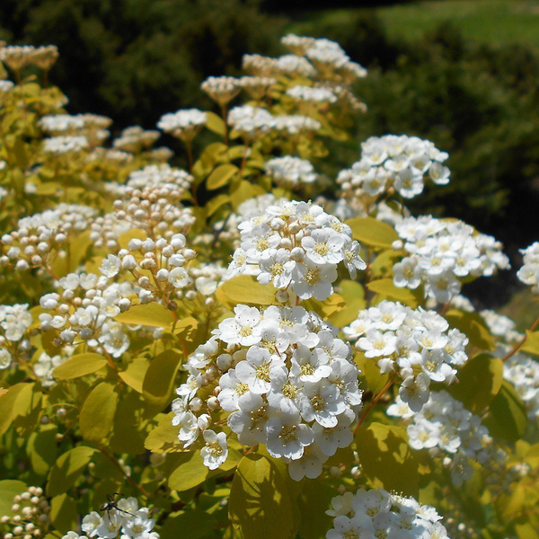 Спирея Вангутта Голд Фонтейн (Spiraea &times; vanhouttei Gold Fountain) декоративный куст в горшке C3