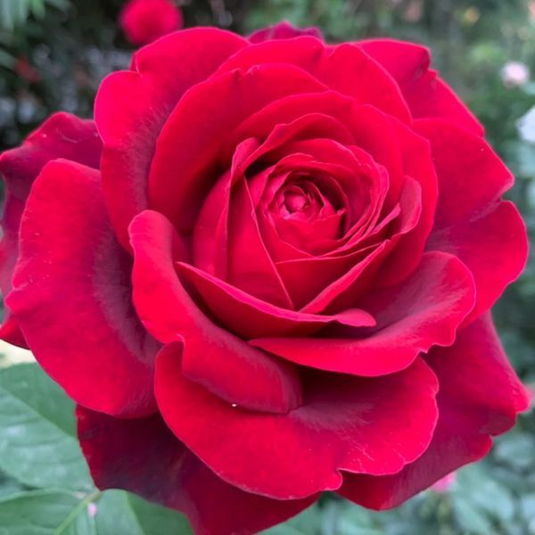 🌹 Троянда Papa Meilland (Папа Мейян/Меян)  &mdash; королева ароматів для справжніх поціновувачів