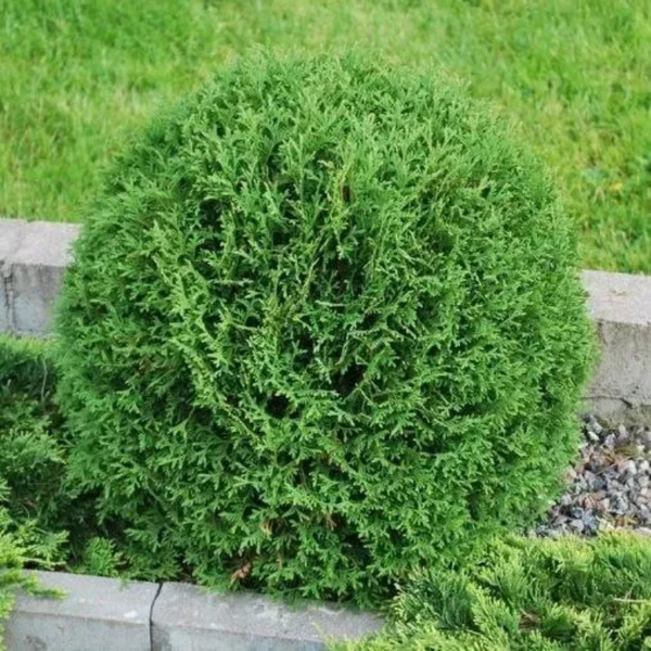 Туя західна &lsquo;Hoseri&rsquo; (Хосері) &mdash; мініатюрна перлина для саду і тераси 🌿 Р9 R34563 фото