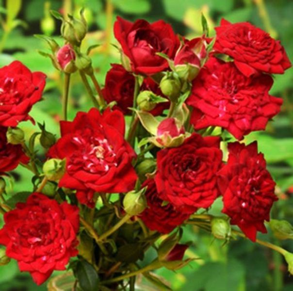 Роза &laquo;Ред Каскад&raquo; (Red Cascade). Почвопокровная в горшке объемом 4 л