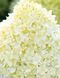 Гортензия метельчатая Коттон Крем. (Hydrangea paniculata Living Cotton Cream) С3 CS2694 фото 7