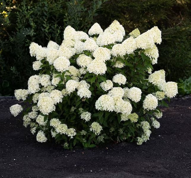 Гортензия метельчатая Коттон Крем. (Hydrangea paniculata Living Cotton Cream) С3 CS2694 фото