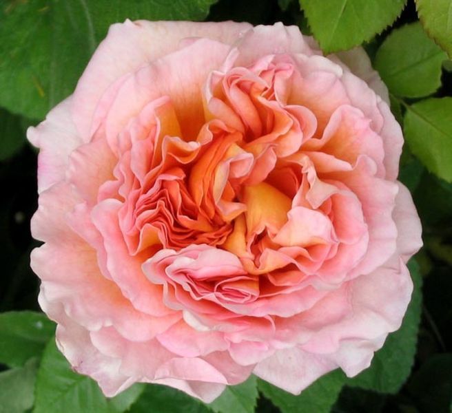 Троянда Абрахам Дербі. (Abraham Darby) в горщику 4л