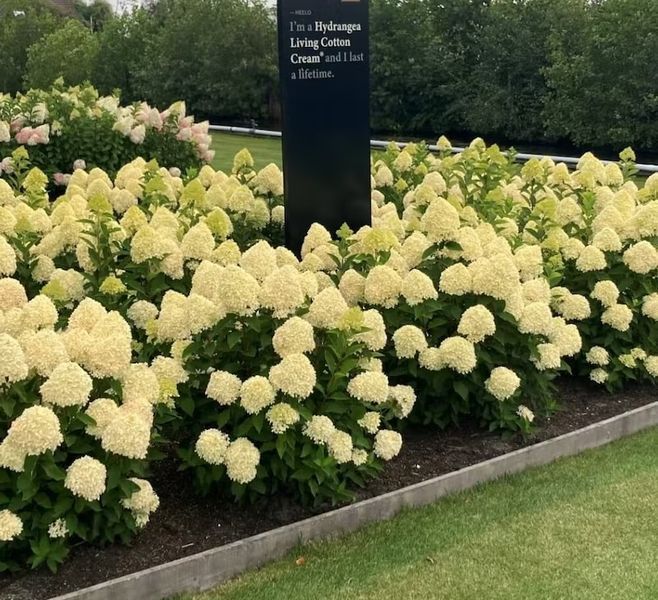 Гортензия метельчатая Коттон Крем. (Hydrangea paniculata Living Cotton Cream) С3 CS2694 фото