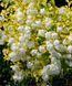 Спирея Вангутта Голд Фонтейн (Spiraea &times; vanhouttei Gold Fountain) декоративный куст в горшке C3 V10408 фото 1