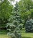 Кедр гималайский Карл Фукс. (Cedrus deodara Karl Fuchs) С7,5 CS2041 фото 2