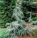 Кедр гималайский Карл Фукс. (Cedrus deodara Karl Fuchs) С7,5 CS2041 фото 1
