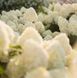 Гортензия метельчатая Коттон Крем. (Hydrangea paniculata Living Cotton Cream) С3 CS2694 фото 3