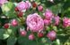 Роза Дюранс Ансьон. (Durance Ancian) Шраб CS1514 фото 4