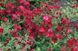 Роза &laquo;Ред Каскад&raquo; (Red Cascade). Почвопокровная в горшке объемом 4 л  V50800 фото 5