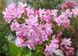 Сирень обыкновенная Жемчужина. (Syringa vulgaris Zhemchuzhina) С3 CS2944 фото 3