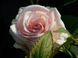 Троянда Клер Оушен. (Clear Ocean) Ч/Г У КОНТЕЙНЕРІ Velet CS0014 фото 5