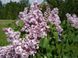 Сирень обыкновенная Жемчужина. (Syringa vulgaris Zhemchuzhina) С3 CS2944 фото 4