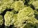 Гортензия метельчатая Коттон Крем. (Hydrangea paniculata Living Cotton Cream) С3 CS2694 фото 6