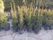 Тис средний Хикси (Taxus media Hicksii) (высота 60&ndash;80 см, горшок 5 л) CS2391 фото 2