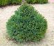 Ель обыкновенная Барри. (Picea abies Barryi) С7,5 CS2141 фото 1