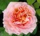 Троянда Абрахам Дербі. (Abraham Darby) в горщику 4л V70403 фото 2