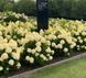 Гортензия метельчатая Коттон Крем. (Hydrangea paniculata Living Cotton Cream) С3 CS2694 фото 2