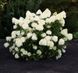Гортензия метельчатая Коттон Крем. (Hydrangea paniculata Living Cotton Cream) С3 CS2694 фото 4