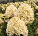 Гортензия метельчатая Коттон Крем. (Hydrangea paniculata Living Cotton Cream) С3 CS2694 фото 1