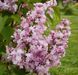 Сирень обыкновенная Жемчужина. (Syringa vulgaris Zhemchuzhina) С3 CS2944 фото 2