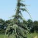 Кедр гималайский Карл Фукс. (Cedrus deodara Karl Fuchs) С7,5 CS2041 фото 3