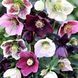 Мороз/Chemernik Mix. (Helleborus) мікс C2 CS1864 фото 4