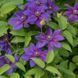Клематис Миссис Томпсон. (Clematis Mrs. N. Thompson) ІІгруппа CS1714 фото 2