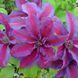 Клематис Миссис Томпсон. (Clematis Mrs. N. Thompson) ІІгруппа CS1714 фото 5