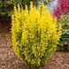 Барбарис Тунберга Мария. (Berberis thunbergii Maria) С7,5 CS2494 фото 1